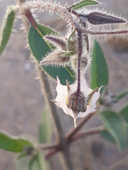 Boraginaceae