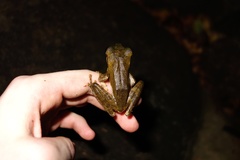 Polypedates cruciger