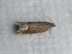 Ancylis tineana
