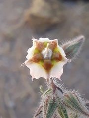 Boraginaceae