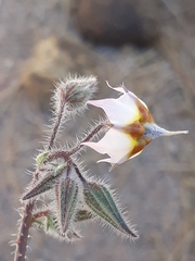 Boraginaceae