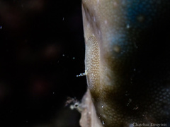 Doridomorpha gardineri