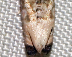 Epiblema desertana