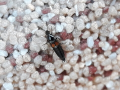 Philonthus nitidicollis