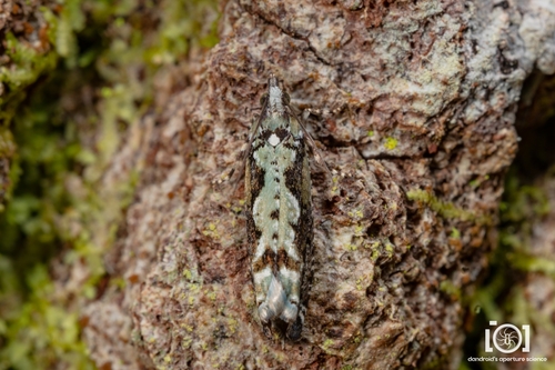 Chimoptesis pensylvaniana image