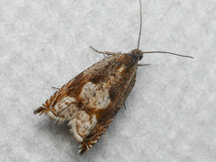 Ancylis uncella
