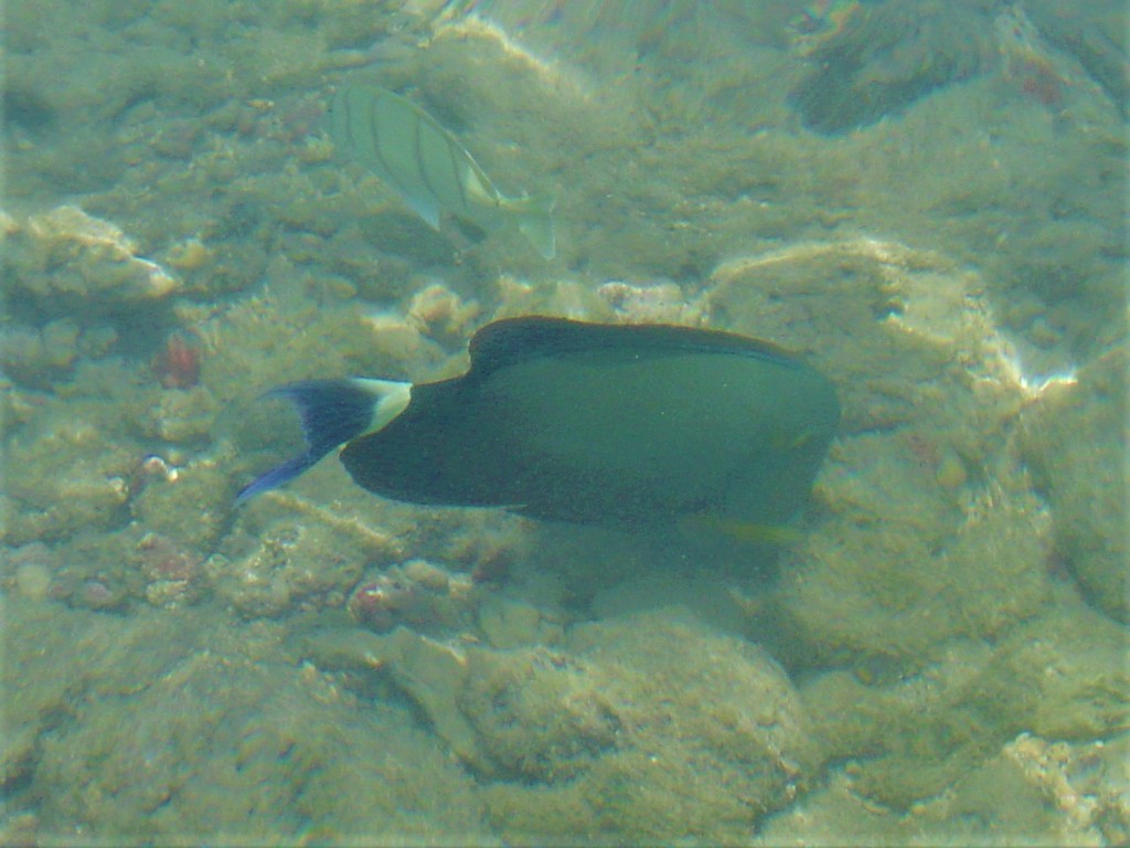 Photo of Bloch's Surgeonfish (Acanthurus blochii)