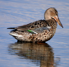 Spatula clypeata