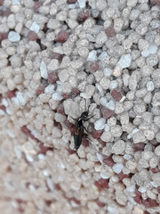 Philonthus nitidicollis