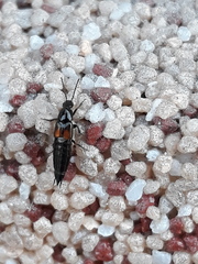 Philonthus nitidicollis