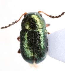 Metaparia clytroides