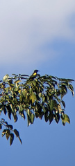Icterus portoricensis