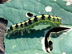 Xanthodes transversa