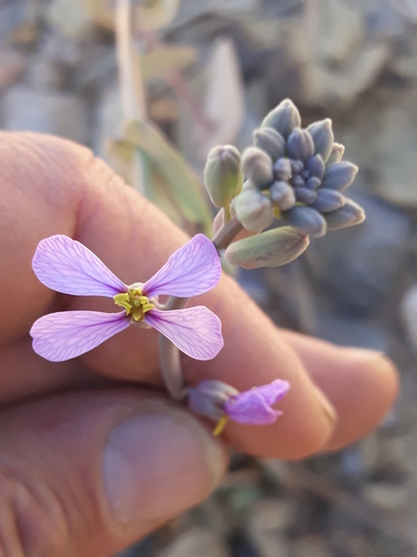 Moricandia arvensis iNat (2)