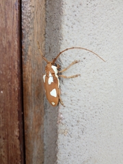 Prosopocera lactator