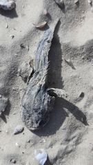 Halobatrachus didactylus