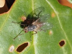 Lispocephala brachialis