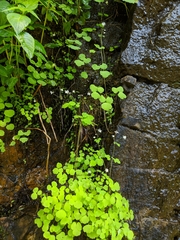 Thalictrum clavatum