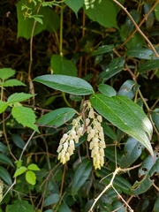 Leucothoe