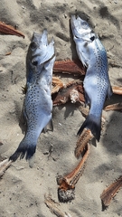 Dicentrarchus punctatus