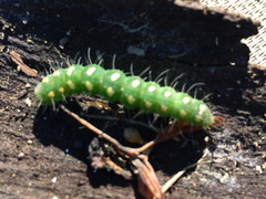 Xanthodes transversa