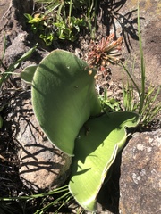 Haemanthus humilis
