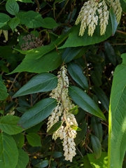 Leucothoe
