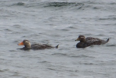 Tachyeres patachonicus