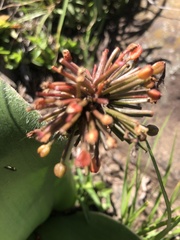 Haemanthus humilis