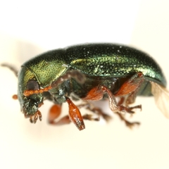 Metaparia clytroides