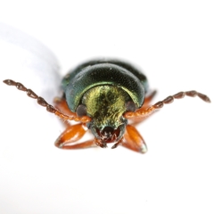 Metaparia clytroides