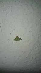 Microloxia indecretata