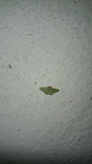 Microloxia indecretata