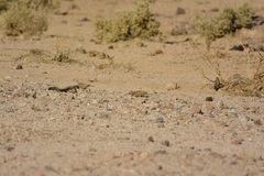 Emberiza sahari