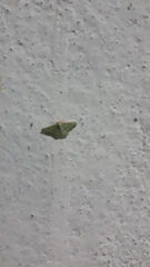 Microloxia indecretata