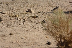 Emberiza sahari