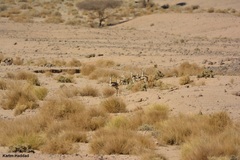 Gazella dorcas