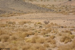 Gazella dorcas