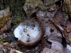 Hypomyces stephanomatis