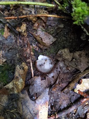 Hypomyces stephanomatis