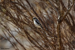 Lanius excubitor