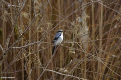 Lanius excubitor
