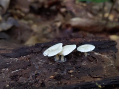 Ossicaulis lignatilis