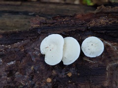 Ossicaulis lignatilis
