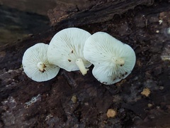 Ossicaulis lignatilis