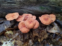 Lactarius areolatus