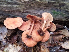 Lactarius areolatus