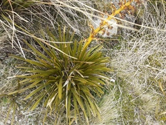 Aciphylla kirkii