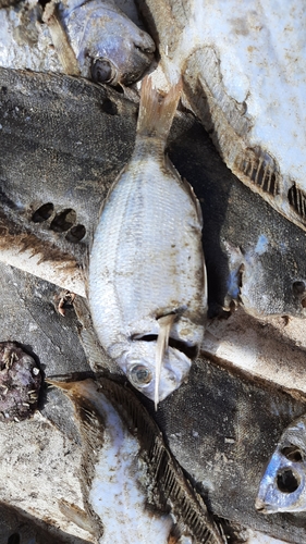 Photo of Senegal seabream (Diplodus bellottii)