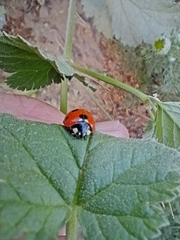 Coccinellini